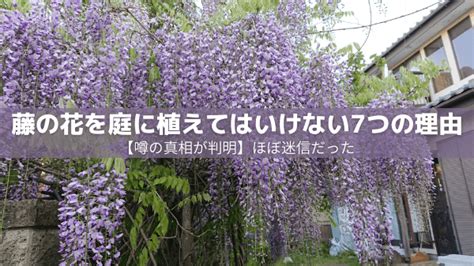 許願藤風水|藤の花庭に植えてはいけない理由は？幸運や風水運。